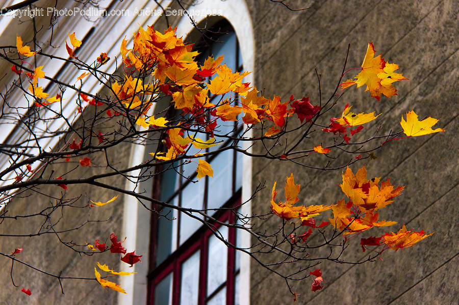 Leaf, Plant, Tree, Maple, Maple Leaf