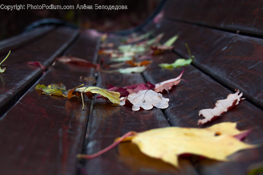 Leaf, Plant, Tree, Food, Animal