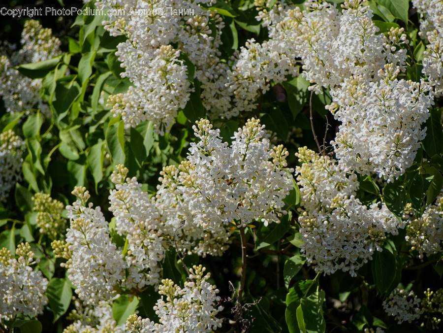Plant, Flower, Blossom, Apiaceae, Lilac