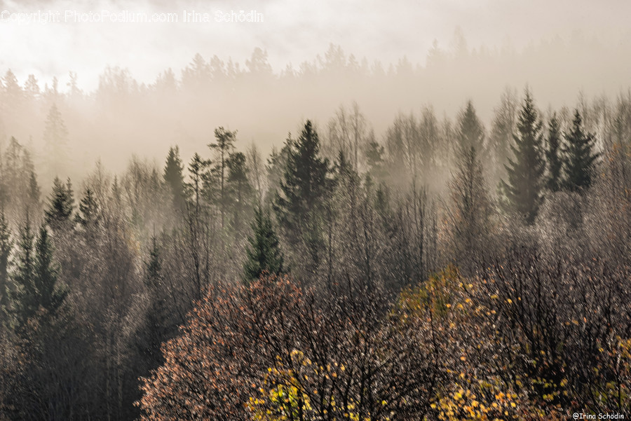 Plant, Tree, Abies, Fir, Nature