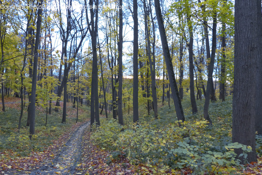 Ground, Path, Tree, Plant, Trail