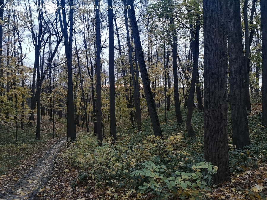 Ground, Tree, Plant, Dirt Road, Road
