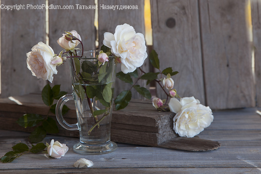 Plant, Blossom, Flower, Rose, Flower Arrangement