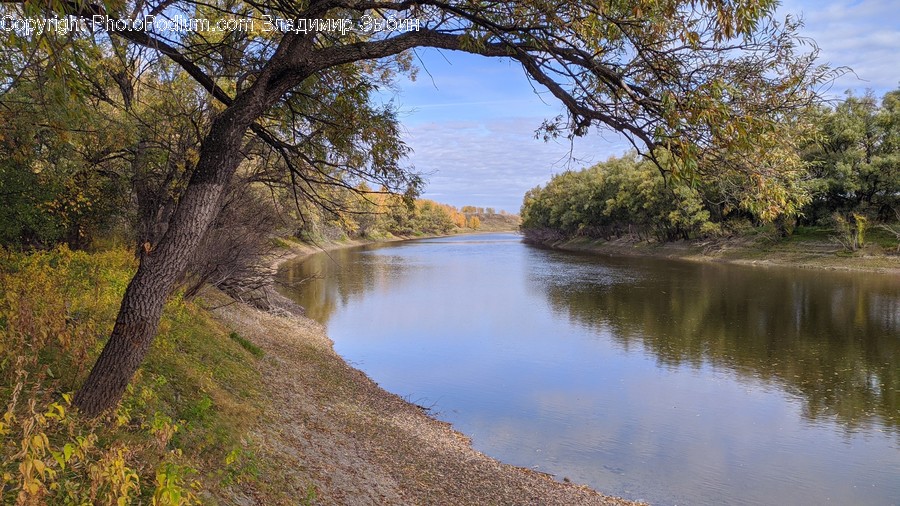 Water, Nature, Outdoors, Plant, Tree