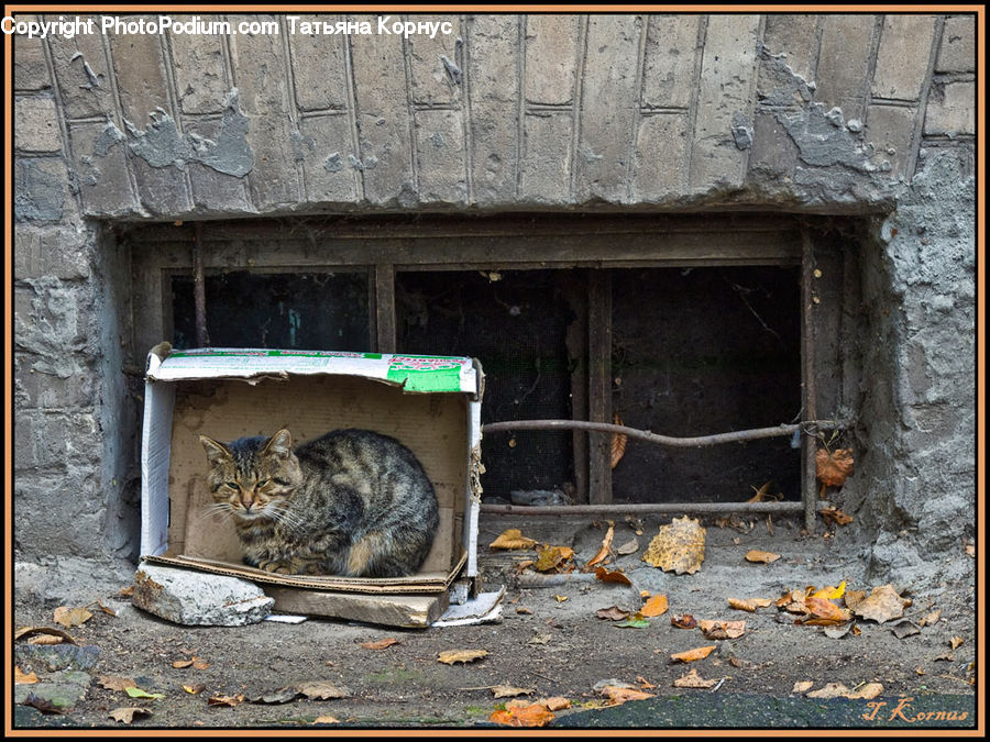 Fireplace, Hearth, Rubble, Animal, Adorable, Cobblestone, Pavement