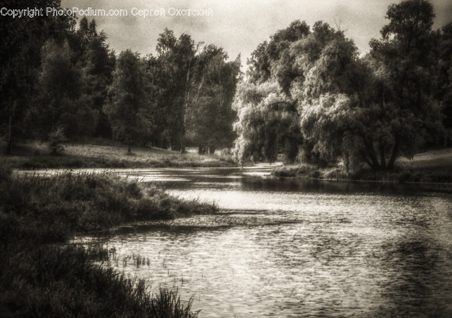 Water, Nature, Outdoors, Land, Plant
