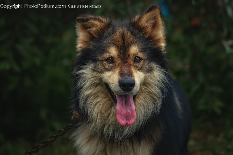 Mammal, Animal, Canine, Dog, Pet