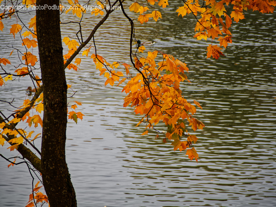 Leaf, Plant, Tree, Water, Outdoors