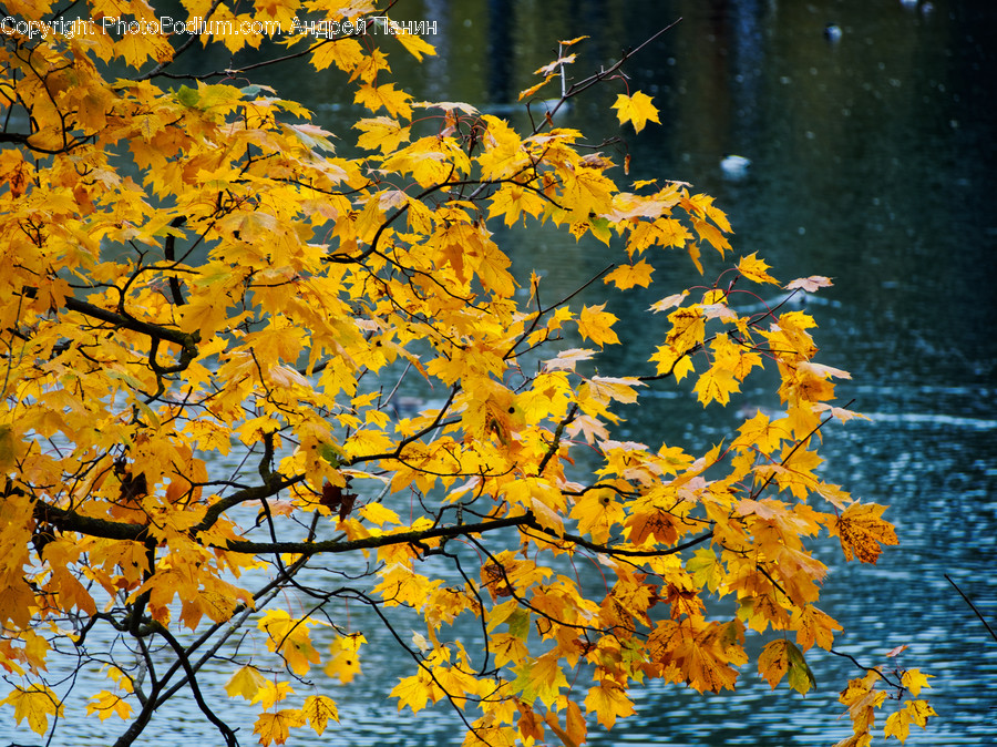 Leaf, Plant, Tree, Maple, Tree Trunk