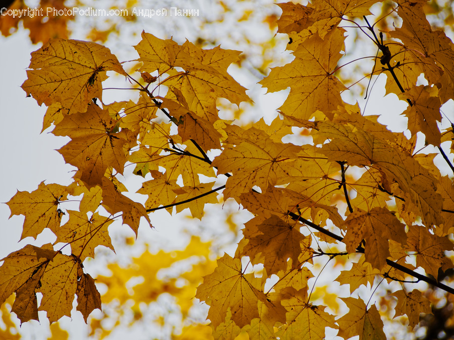 Plant, Leaf, Tree, Maple Leaf, Maple