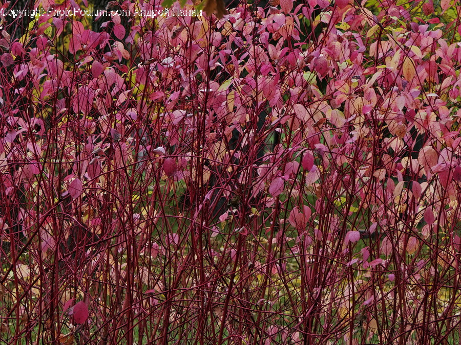 Plant, Blossom, Flower, Ground