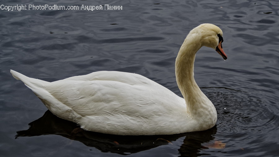 Bird, Animal, Water, Outdoors, Swan