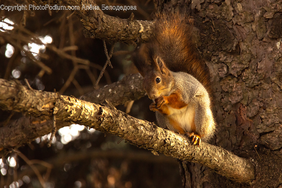 Animal, Mammal, Rodent, Squirrel