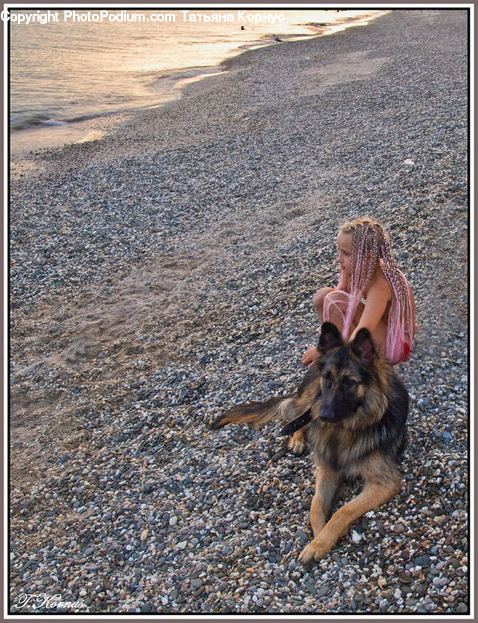 Animal, Canine, Dog, German Shepherd, Mammal, Pet, Terrier
