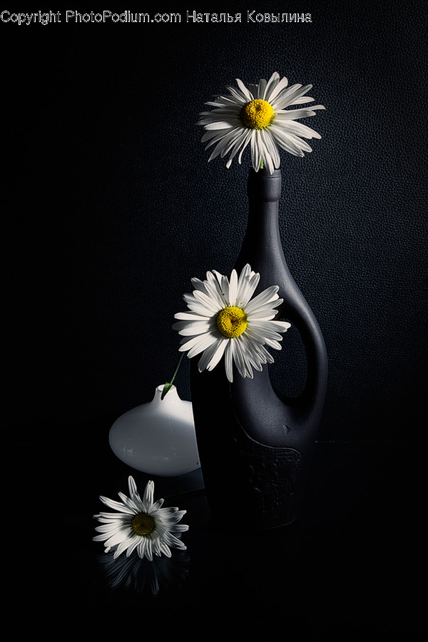 Plant, Ikebana, Ornament, Flower, Blossom