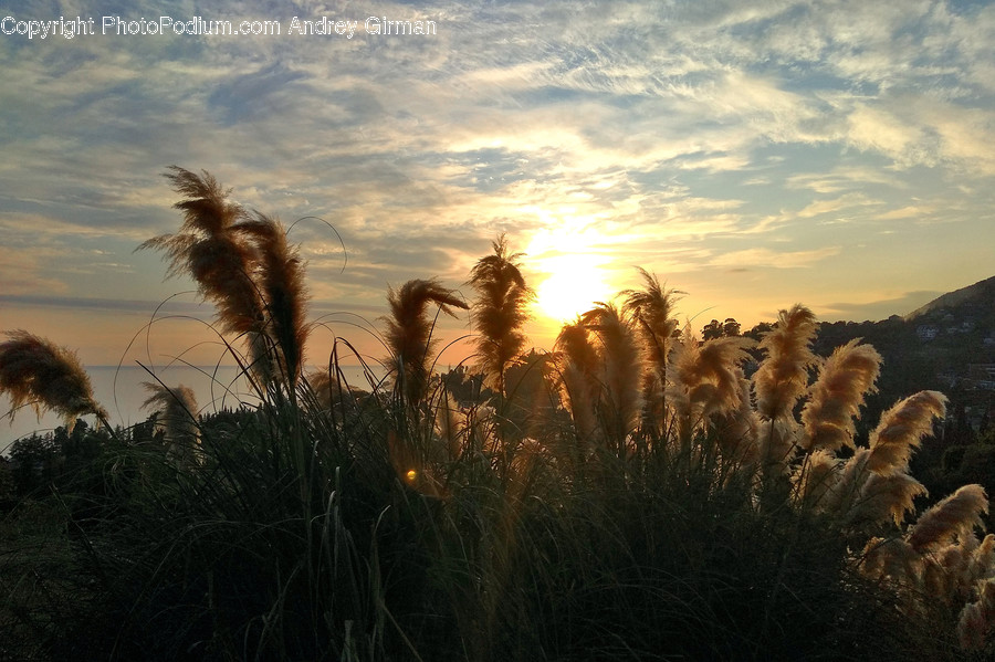 Grass, Plant, Lawn, Reed, Art