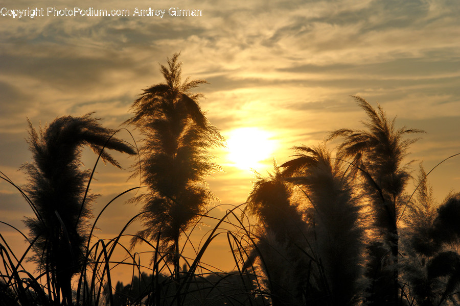 Plant, Grass, Light, Flare, Sunlight