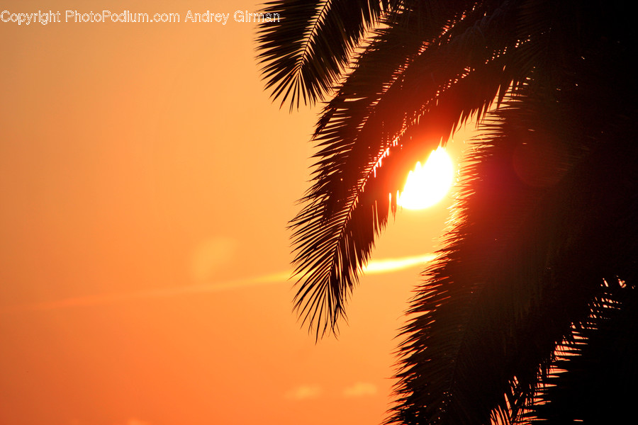 Flare, Light, Sunlight, Outdoors, Nature