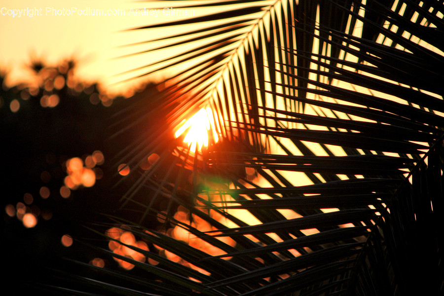 Flare, Light, Sunlight
