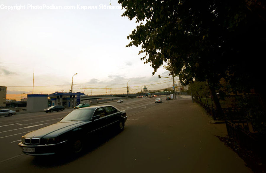 Plant, Potted Plant, Automobile, Car, Vehicle, Coupe, Sports Car