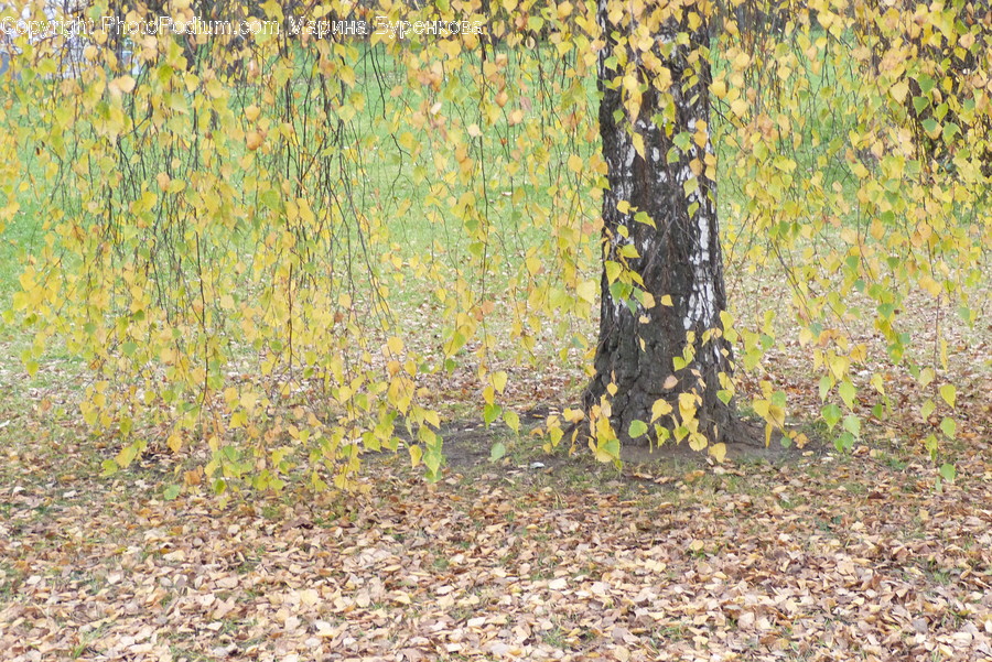 Plant, Tree, Tree Trunk, Ground
