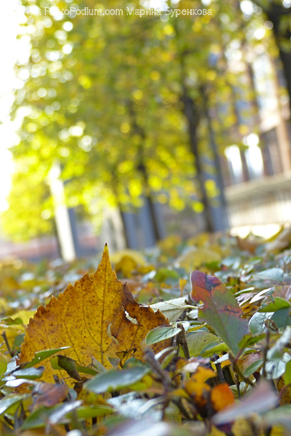 Plant, Leaf, Tree, Light, Flare