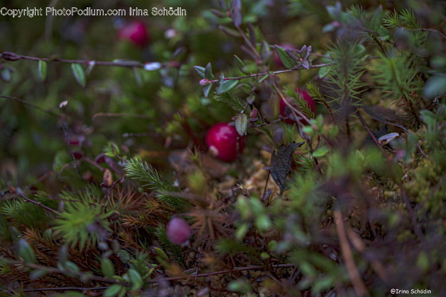 Plant, Tree, Conifer, Food, Fruit