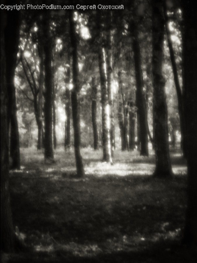 Vegetation, Plant, Woodland, Forest, Land