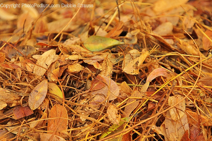 Ground, Plant, Leaf, Animal, Outdoors