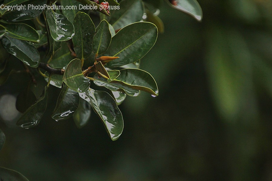 Plant, Leaf, Food, Fruit, Veins