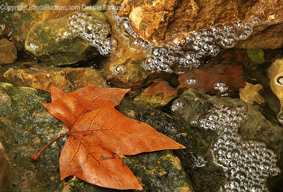 Plant, Leaf, Tree, Maple, Sea Life