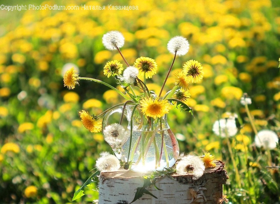 Plant, Blossom, Flower, Daisies, Daisy