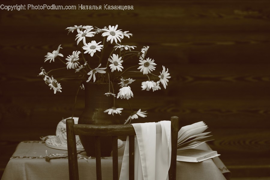 Plant, Blossom, Flower, Flower Arrangement, Daisies