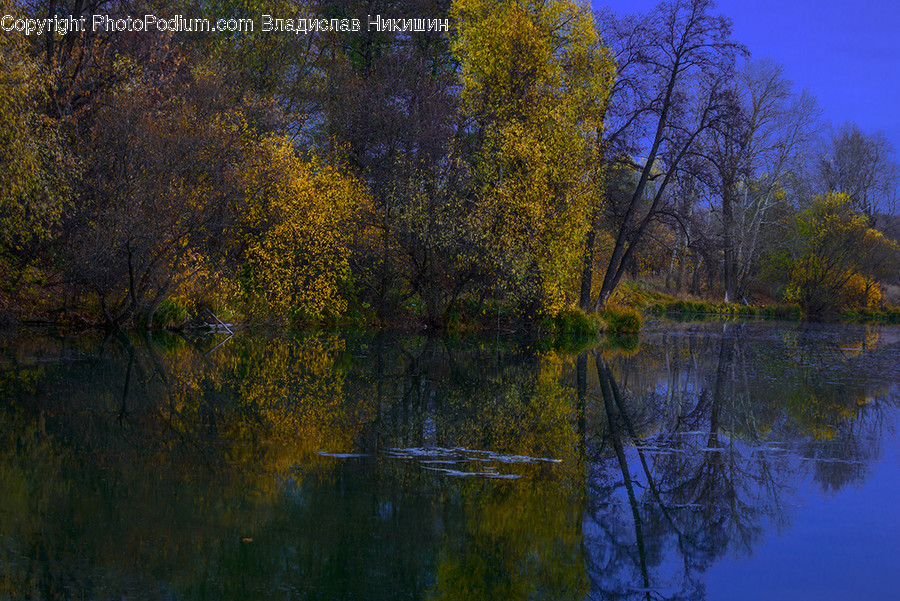 Nature, Water, Outdoors, Land, Plant