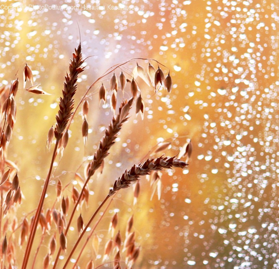 Plant, Grass, Vegetation, Food, Grain