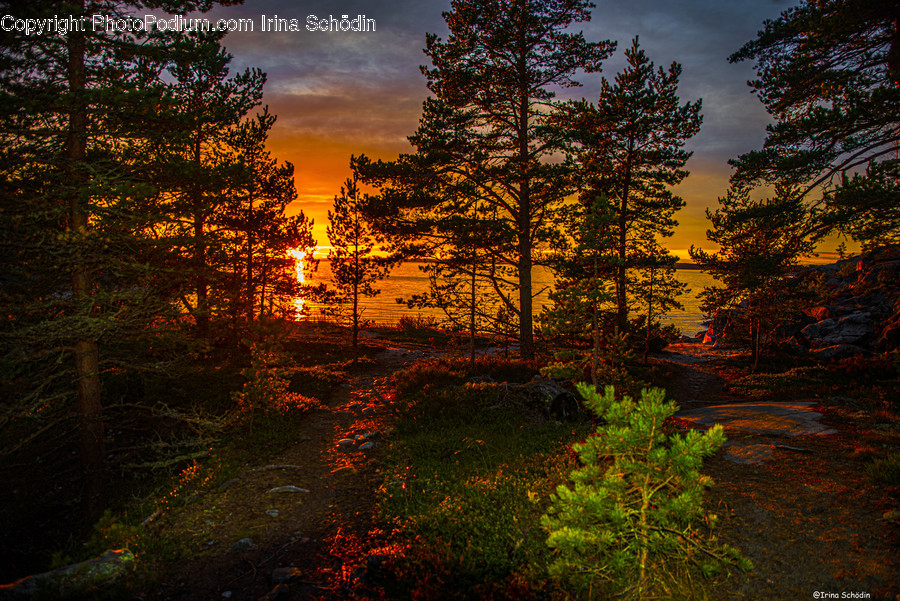 Tree, Plant, Abies, Fir, Nature