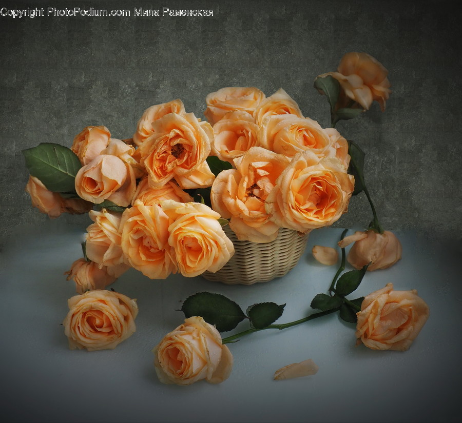 Plant, Rose, Blossom, Flower, Flower Arrangement