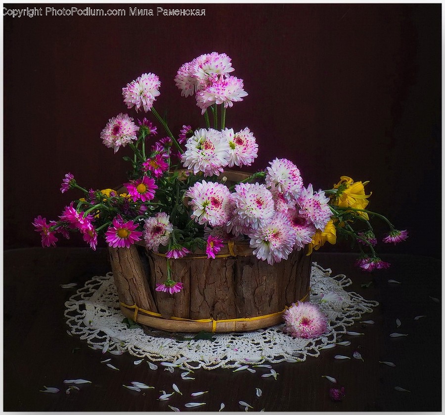 Plant, Flower, Blossom, Flower Arrangement, Flower Bouquet