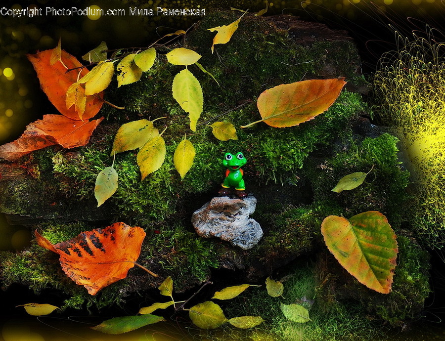 Leaf, Plant, Tree, Ground, Fungus