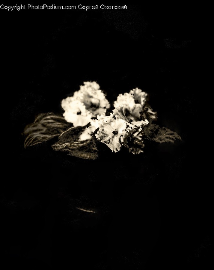 Plant, Blossom, Flower, Flower Arrangement, Flower Bouquet