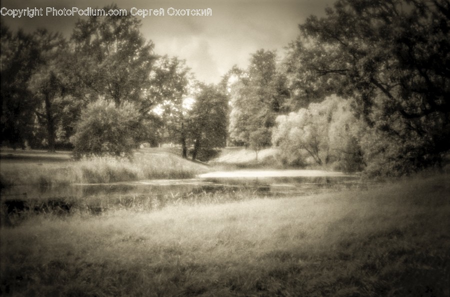 Grass, Plant, Nature, Tree, Outdoors