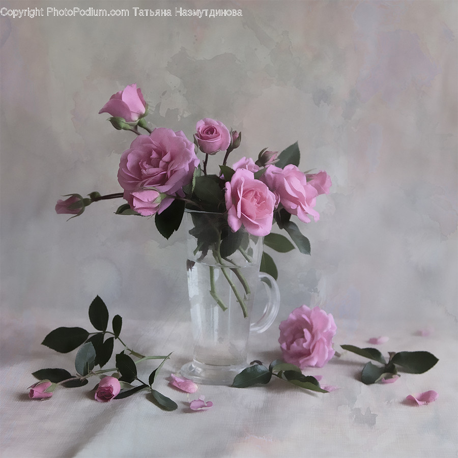 Plant, Blossom, Flower, Flower Bouquet, Flower Arrangement