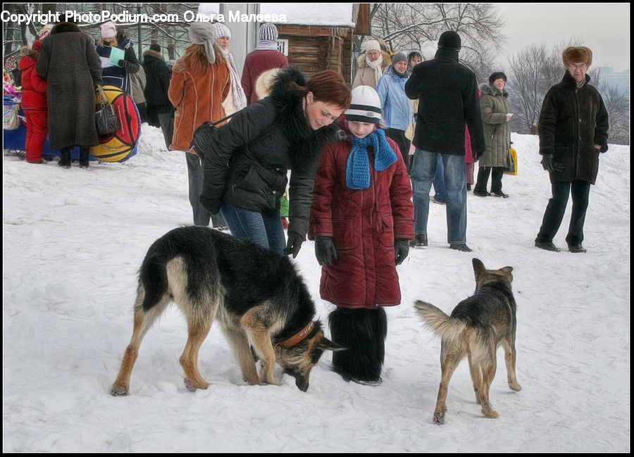 Human, People, Person, Animal, Canine, Dog, Mammal