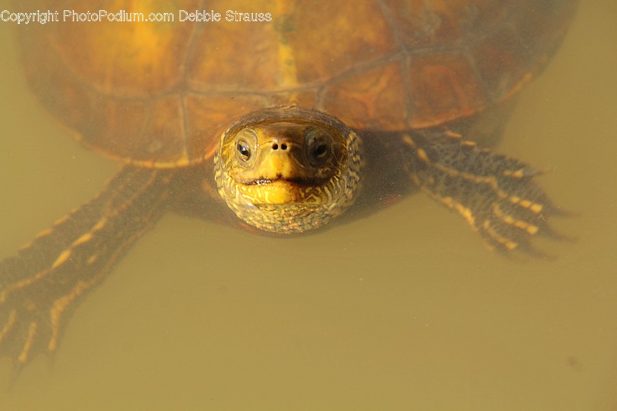 Sea Life, Turtle, Reptile, Animal, Tortoise
