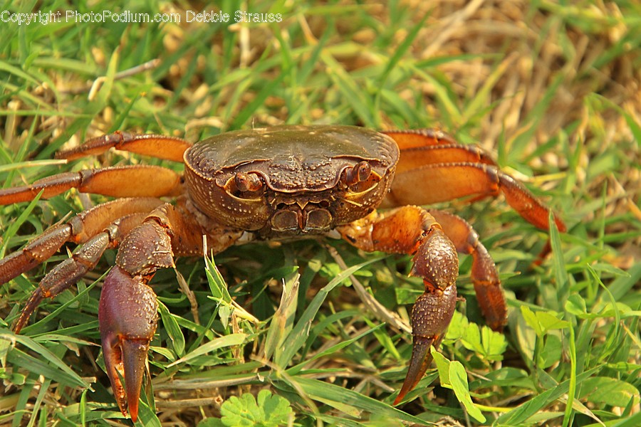 Food, Seafood, Animal, Sea Life, Crab
