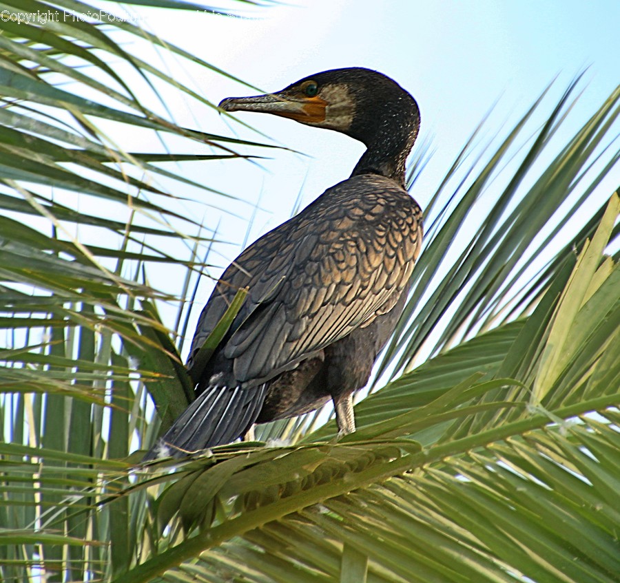 Animal, Bird, Waterfowl, Cormorant