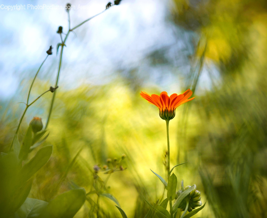 Plant, Daisy, Blossom, Daisies, Flower