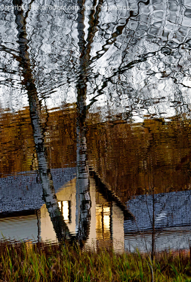 Plant, Tree, Outdoors, Nature, Building