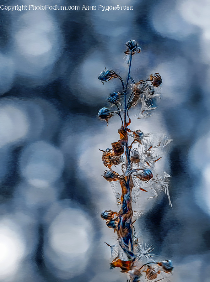 Nature, Ice, Outdoors, Frost, Snow