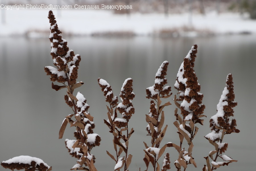 Grass, Plant, Nature, Ice, Outdoors